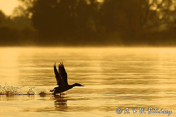 tracz nurogęś Mergus merganser, samiec