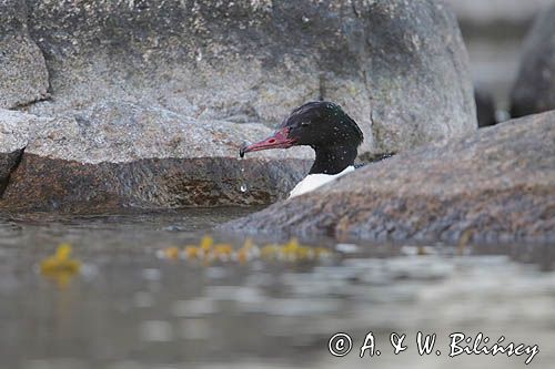 tracz nurogęś Mergus merganser, samiec