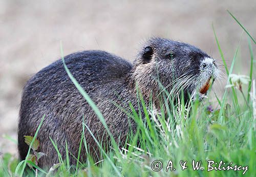 nutria, Myocastor coypus