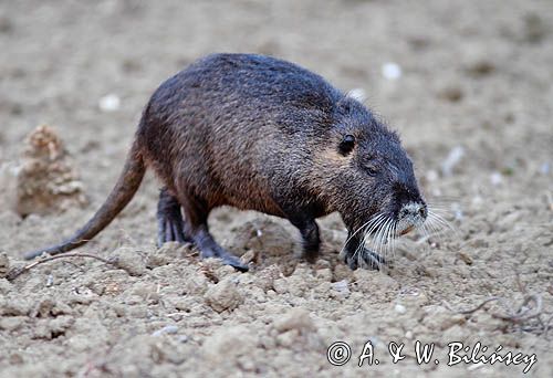 nutria, Myocastor coypus