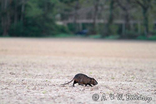 nutria, Myocastor coypus, Gaskonia, Francja