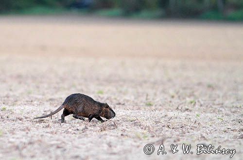 nutria, Myocastor coypus, Gaskonia, Francja