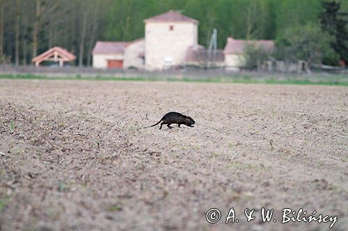 nutria, Myocastor coypus, Gaskonia, Francja