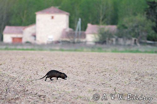 nutria, Myocastor coypus, Gaskonia, Francja