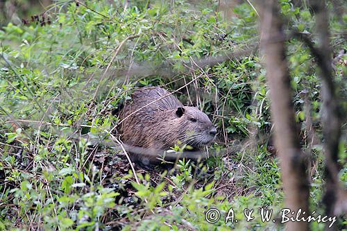 nutria, Myocastor coypus