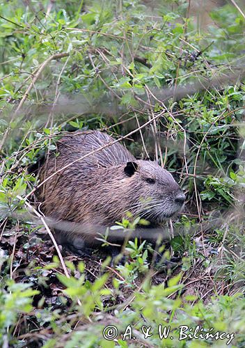 nutria, Myocastor coypus