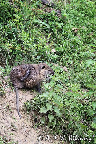 nutria, Myocastor coypus