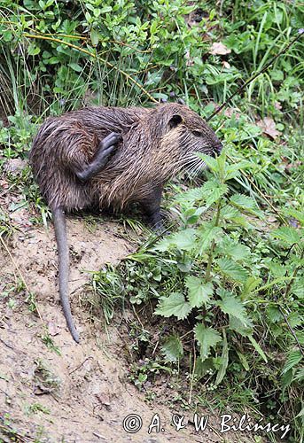 nutria, Myocastor coypus