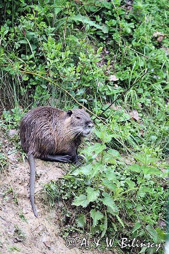 nutria, Myocastor coypus