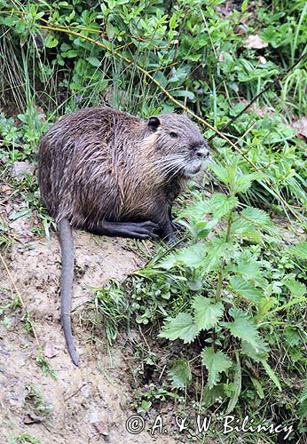 nutria, Myocastor coypus