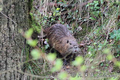 nutria, Myocastor coypus