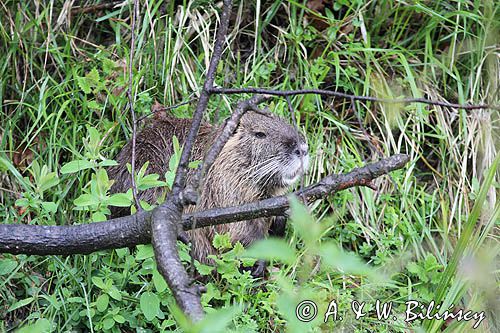 nutria, Myocastor coypus