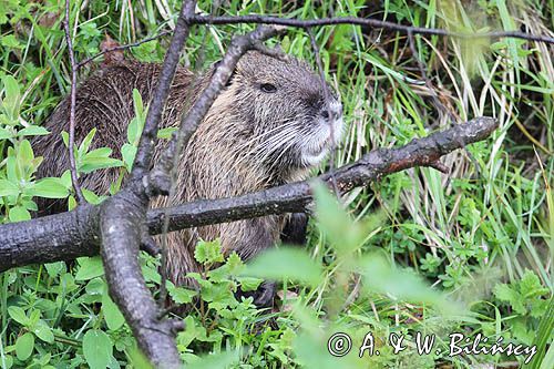 nutria, Myocastor coypus