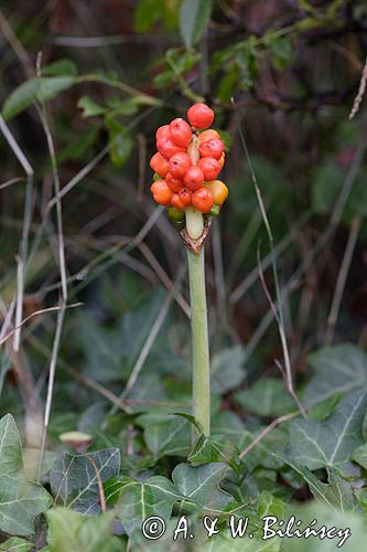 Arum maculatum obrazki plamiste) , owoc