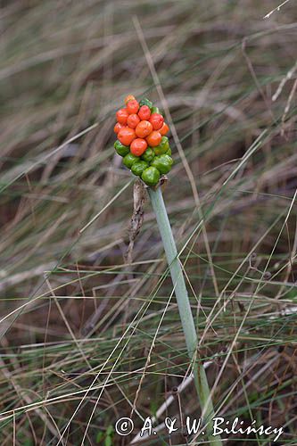 Arum maculatum obrazki plamiste) , owoc