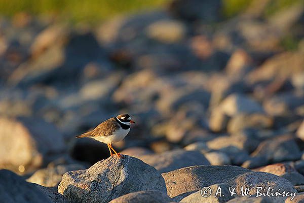 Sieweczka obrożna, Charadrius hiaticula