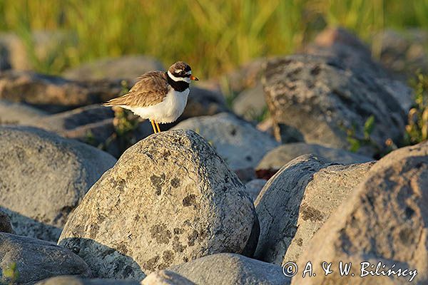 Sieweczka obrożna, Charadrius hiaticula