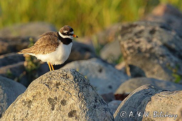 Sieweczka obrożna, Charadrius hiaticula