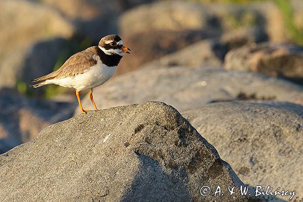 Sieweczka obrożna, Charadrius hiaticula