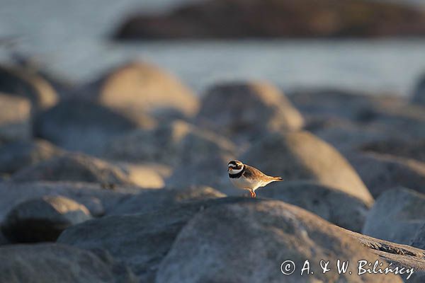 Sieweczka obrożna, Charadrius hiaticula