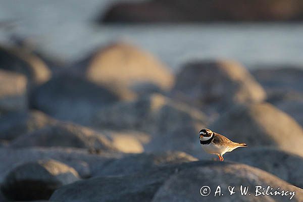 Sieweczka obrożna, Charadrius hiaticula