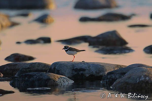 Sieweczka obrożna, Charadrius hiaticula