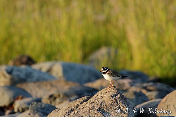 Sieweczka obrożna, Charadrius hiaticula