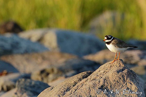 Sieweczka obrożna, Charadrius hiaticula