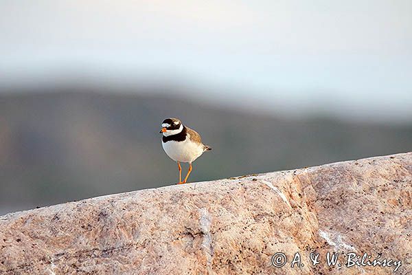 Sieweczka obrożna, Charadrius hiaticula