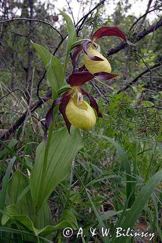 obuwik pospolity Cypripedium calceolus Ponidzie rezerwat 'Grabowiec'