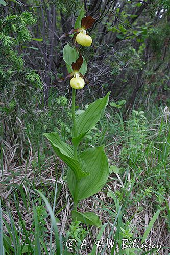 obuwik pospolity Cypripedium calceolus Ponidzie rezerwat 'Grabowiec'