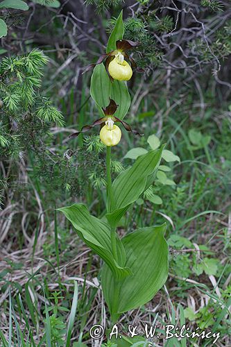 obuwik pospolity Cypripedium calceolus Ponidzie rezerwat 'Grabowiec'