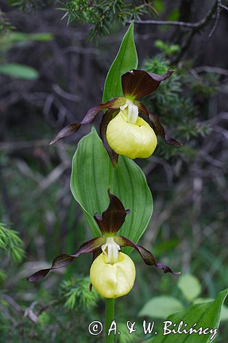 obuwik pospolity Cypripedium calceolus Ponidzie rezerwat 'Grabowiec'