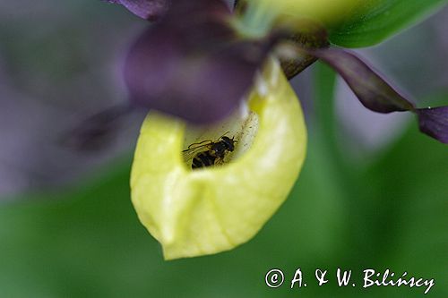 obuwik pospolity Cypripedium calceolus, pułapka na owady Ponidzie rezerwat 'Grabowiec'