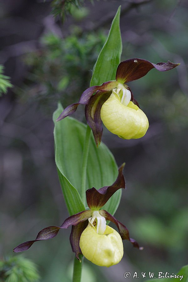 obuwik pospolity Cypripedium calceolus Ponidzie rezerwat 'Grabowiec'