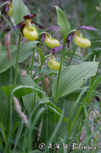 obuwik pospolity Cypripedium calceolus Ponidzie rezerwat 'Grabowiec'