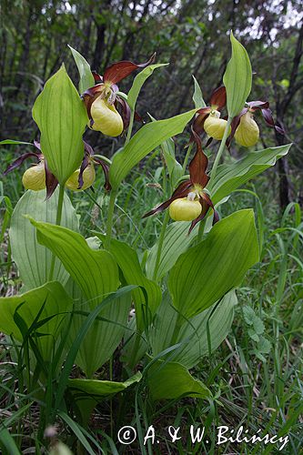 obuwik pospolity Cypripedium calceolus Ponidzie rezerwat 'Grabowiec'