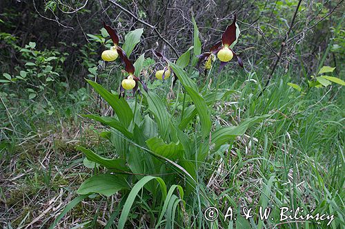 obuwik pospolity Cypripedium calceolus Ponidzie rezerwat 'Grabowiec'