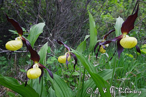 obuwik pospolity Cypripedium calceolus Ponidzie rezerwat 'Grabowiec'