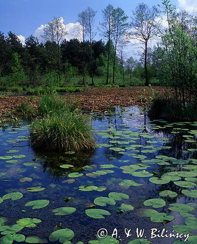 miejsce życia żółwia błotnego Oczko wodne, na Mazowszu, Mazowsze, Polska