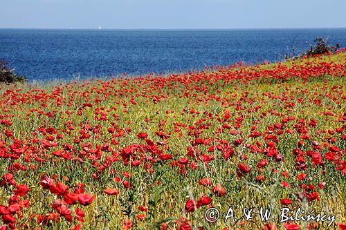 Odden, maki i morze, Zelandia, Kattegat, Dania