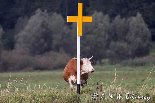 znak nawigacyjny nad Odrą koło Czelina, rzeka Odra