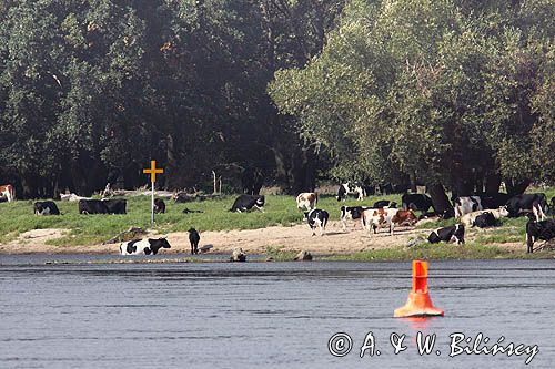 krowy nad rzeką koło Słubic, rzeka Odra