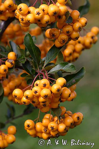 Pyracantha coccinea ognik szkarłatny) , liście i owoce