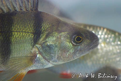 okoń, Perca fluviatilis, portret