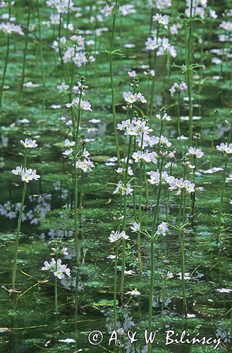 Okrężnica bagienna Hottonia palustris)