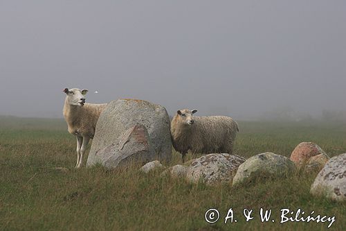 na południu wyspy, wyspa Oland, Szwecja