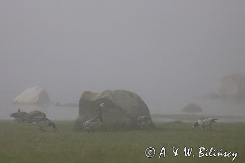 bernikle białolice /Branta leucopsis/ w rezerwacie przyrody na południu wyspy, wyspa Oland, Szwecja