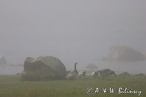 bernikle białolice /Branta leucopsis/ w rezerwacie przyrody na południu wyspy, wyspa Oland, Szwecja