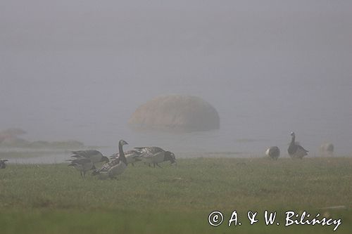 bernikle białolice /Branta leucopsis/ w rezerwacie przyrody na południu wyspy, wyspa Oland, Szwecja